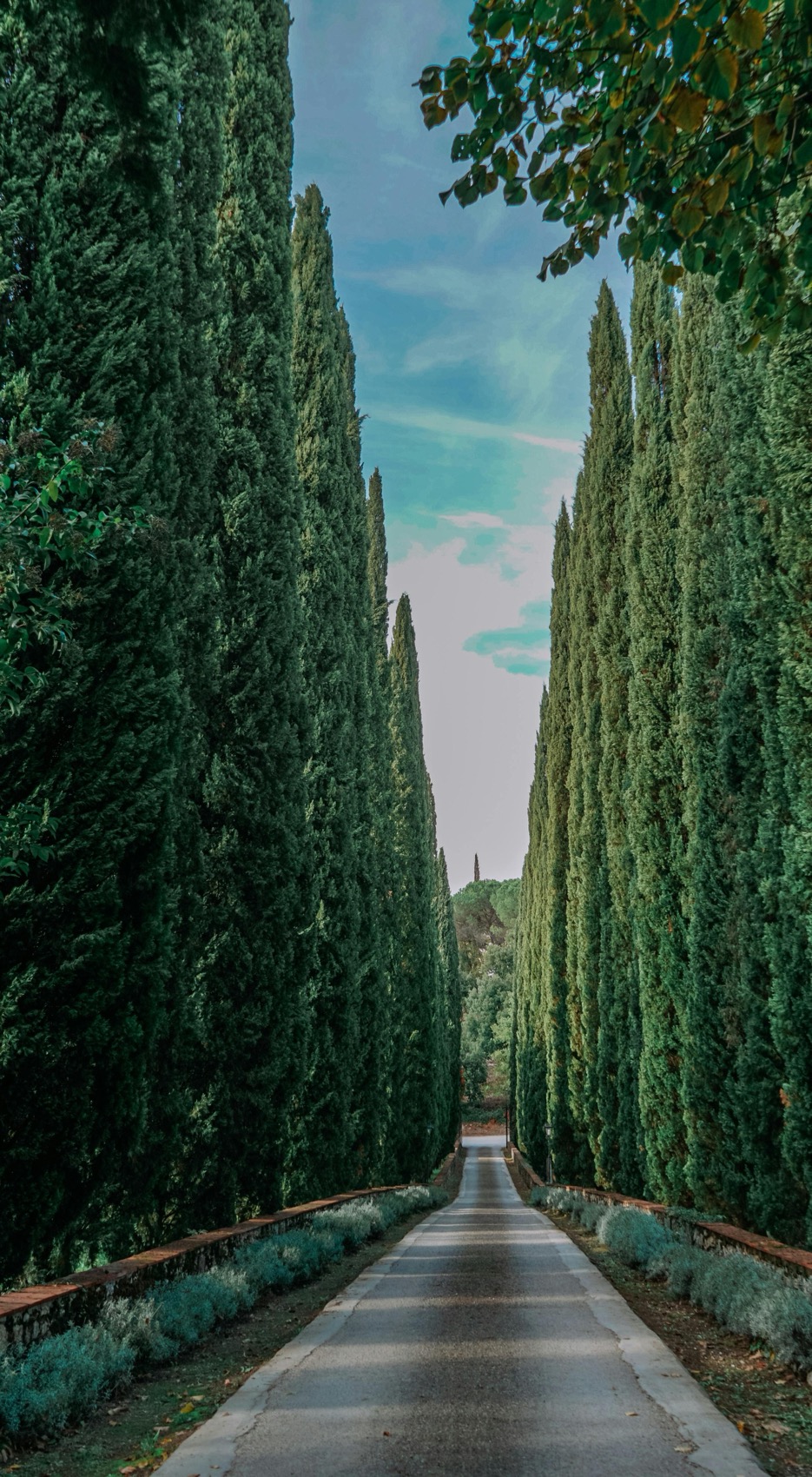 A formal avenue of Italian cypress along a gravel path