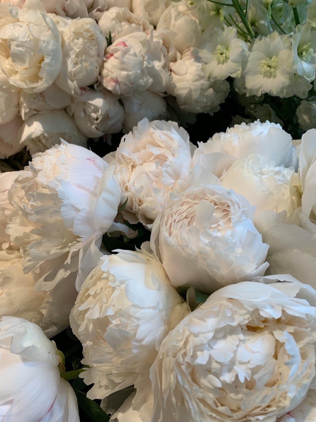 White peonies and stock, loose and abundant